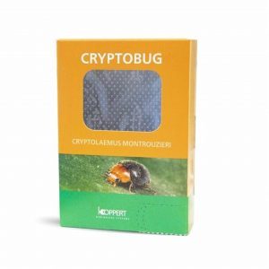 Depredador Cryptolaemus montrouzieri