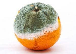 Naranjas en mal estado