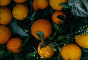 Naranjas con marcas de plagas