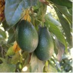 Aguacate