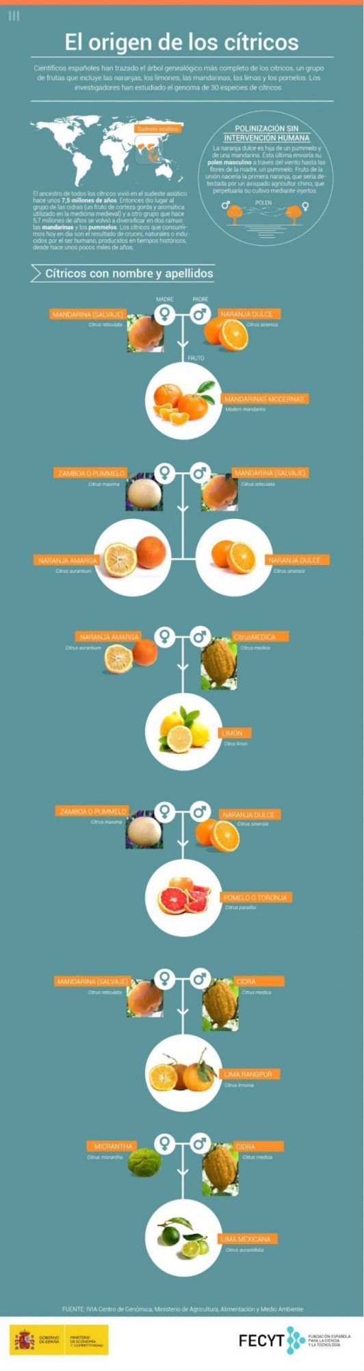 Origen de los cítricos